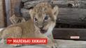 Бэби-бум в сафари-парке: на Арабатской стрелке одновременно родились четверо львят и четверо тигрят