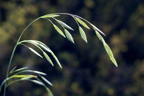 Народні прикмети 29 червня / © Pexels