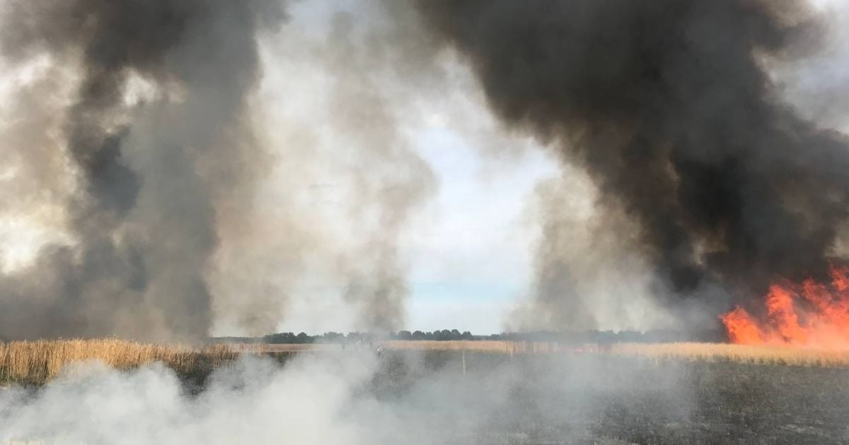 Поблизу Фастова горіло поле