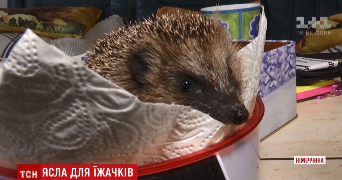 Пенсионерка в Германии превратила свой дом в "детсад" для ежиков-сирот
