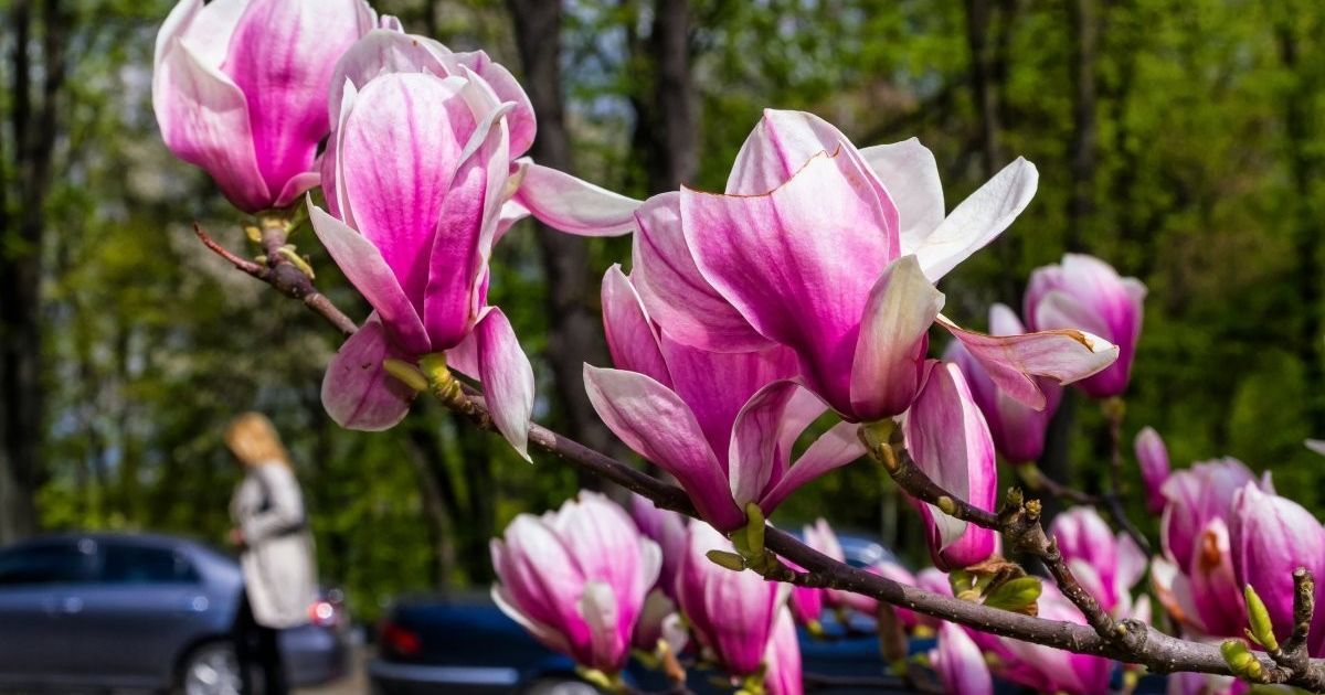В Украине будет тепло и солнечно. Прогноз погоды на 25 апреля