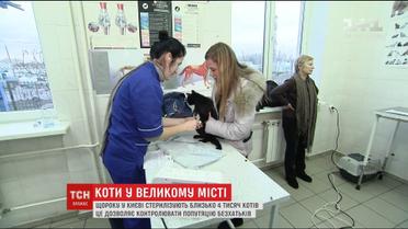 Як врятувати бездомних котів: зооволонтери столиці просять киян допомагати чотирилапим