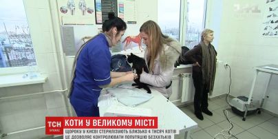 Як врятувати бездомних котів: зооволонтери столиці просять киян допомагати чотирилапим