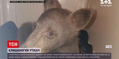 Новости мира: в США ищут спасенного от пожара медвежонка, сбежавшего из реабилитационного центра