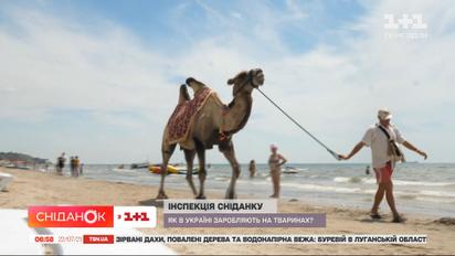 Ответственность за жестокость: в Украине приняли новые правила обращения с животными