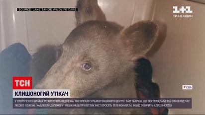 Новини світу: у США розшукують врятоване від пожежі ведмежа, яке втекло з реабілітаційного центру