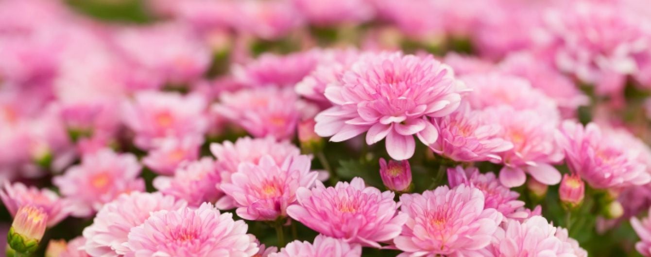 ÐÐ°ÑÑÐ¸Ð½ÐºÐ¸ Ð¿Ð¾ Ð·Ð°Ð¿ÑÐ¾ÑÑ ÑÑÐ¸Ð·Ð°Ð½ÑÐµÐ¼Ñ