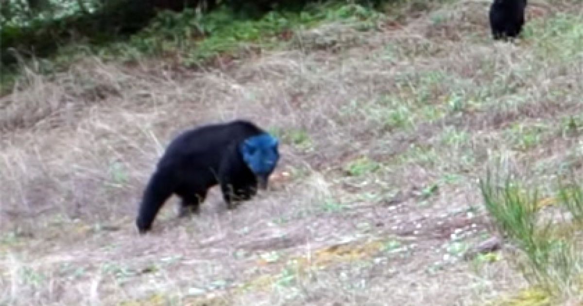 Користувачів Мережі вразило відео з ведмедицею з синьою головою