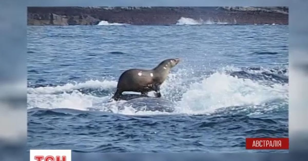 Уникальный кадр: Фотограф зафиксировал побег морского котика на спине кита