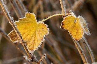 До України пришли заморозки