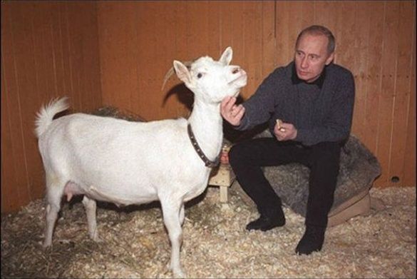 Коза Казка для Путіна