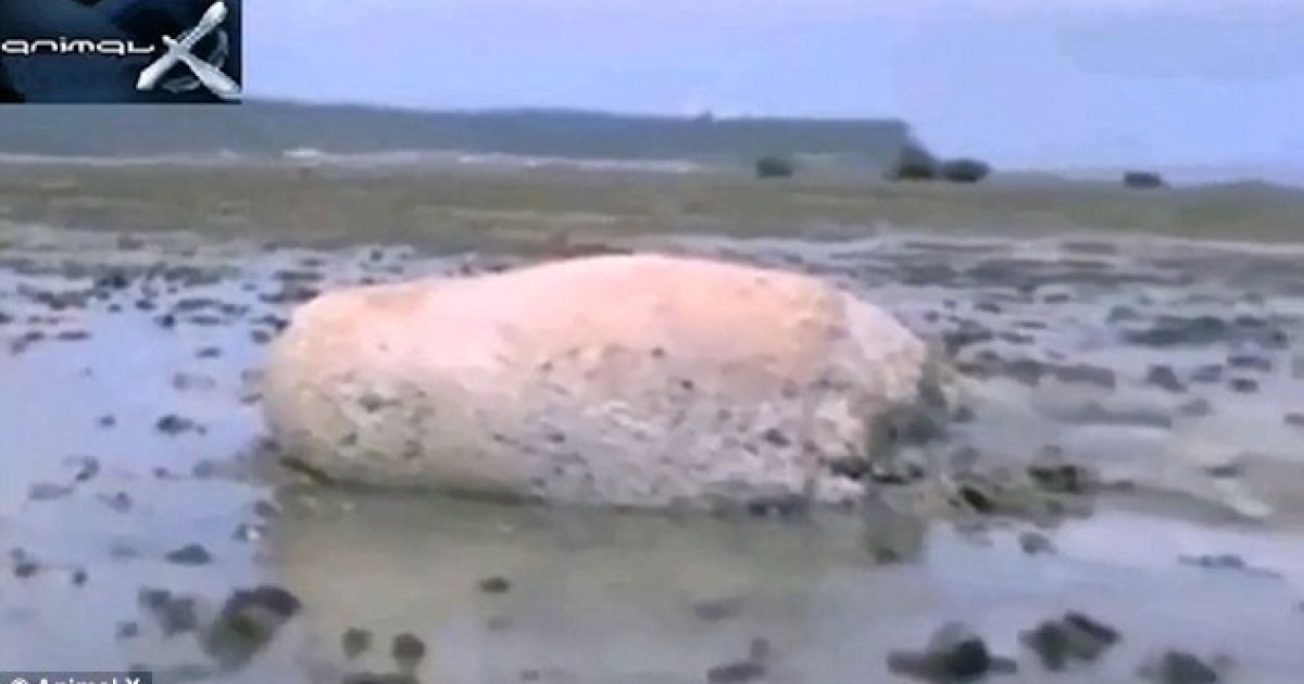 В Сети показали видео с таинственным существом, которое выбросило на берег после цунами