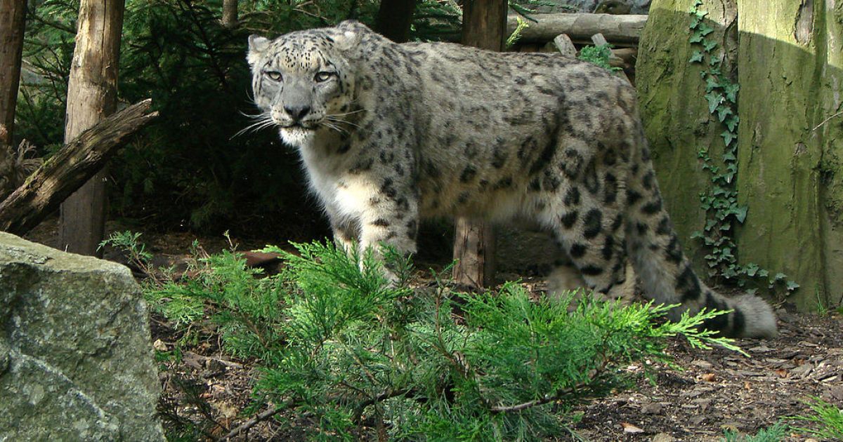 Коронавірус вперше виявили у снігового барса