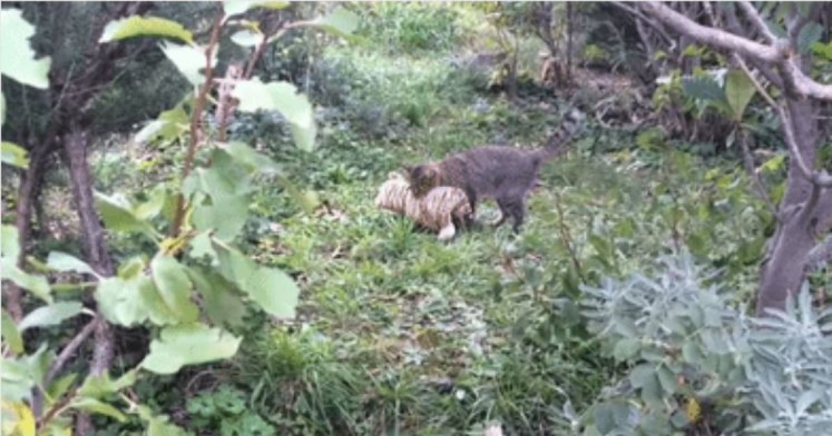 Забавный кот-воришка Джордж пленил юзеров в Сети