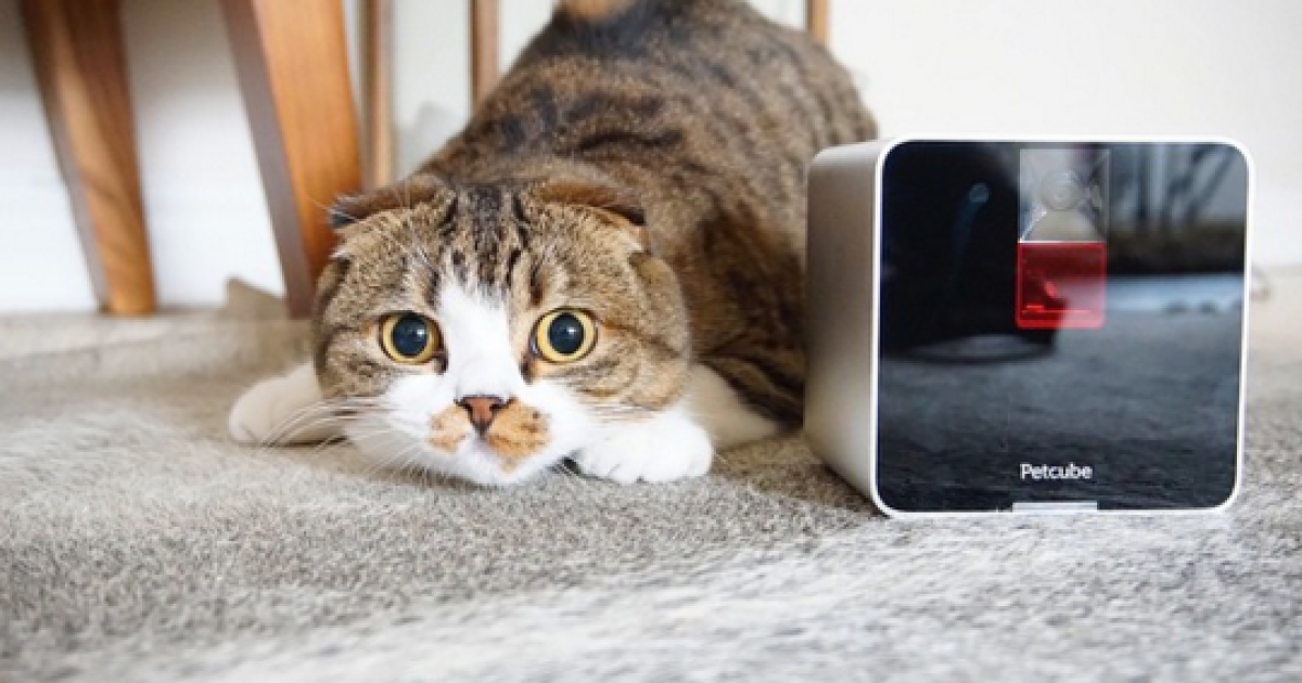 Petcube – український стартап, який вразив світ. Інфографіка