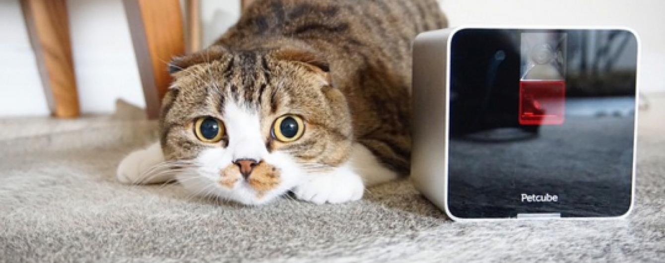 Petcube – український стартап, який вразив світ. Інфографіка