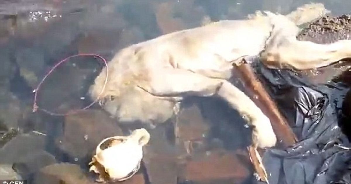 Жителі Парагваю запевняють, що зняли на відео чупакабру