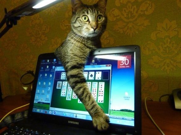 Коты и конфузы_1