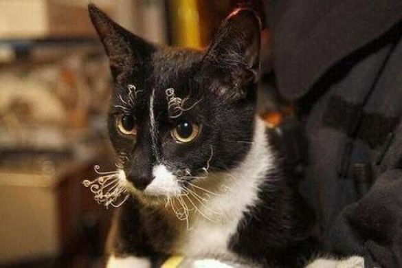 Коты и конфузы_4