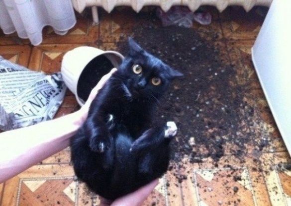Коты и конфузы_5