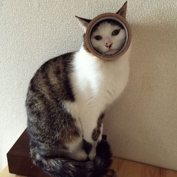 Коты и конфузы_6