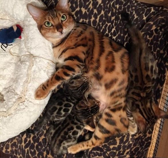Коты_2