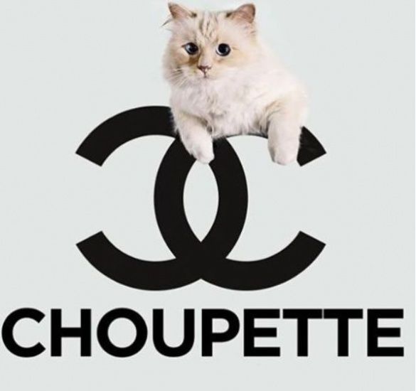 Коты_4