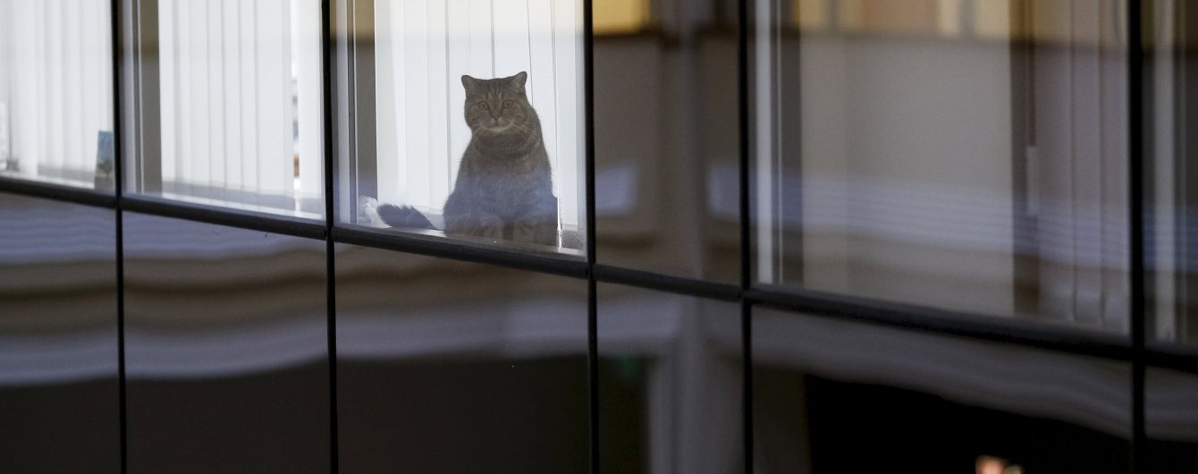 В РФ хочуть штрафувати за позбавлення їжі котів