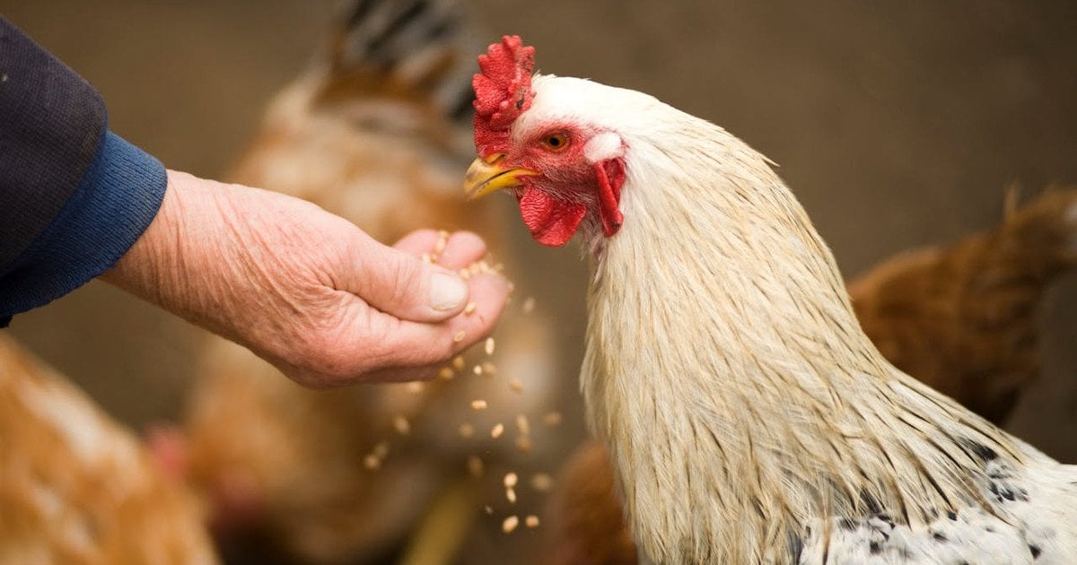 Як підвищити несучість курей взимку