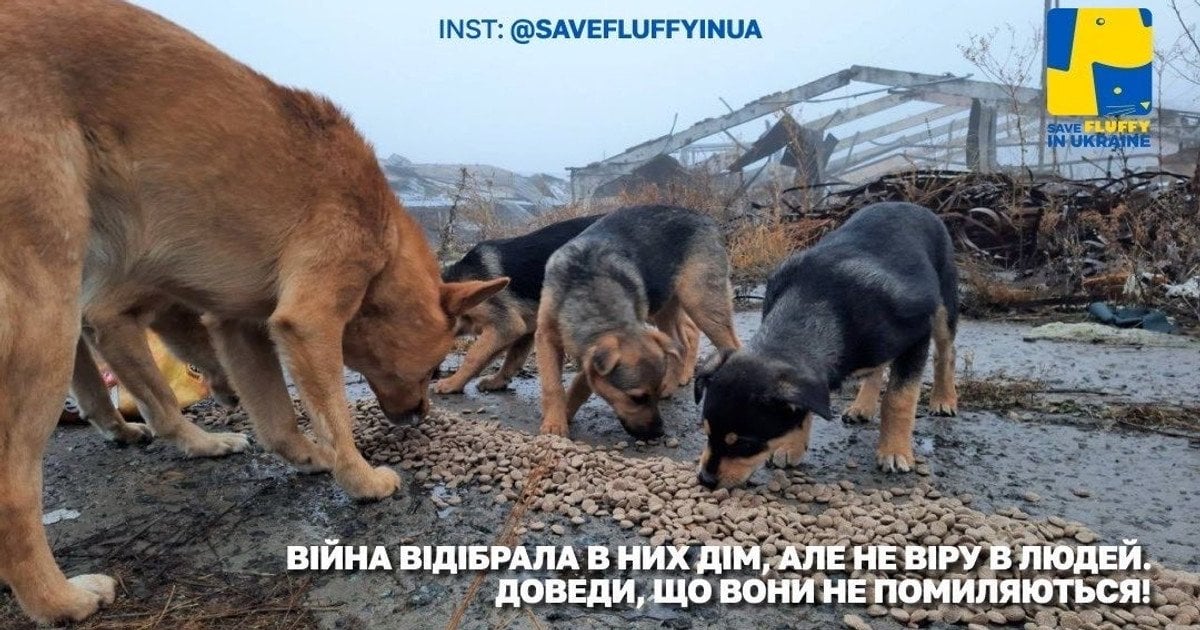 Save Fluffy in UA – кожна тварина на війні мріє про дружню долоню та 200 грам корму