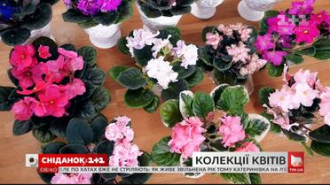 Скільки коштує колекція квітів і якого догляду вона потребує - Зелена ділянка