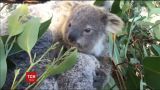 В зоопарке Сиднея посетителям показали детеныша коалы