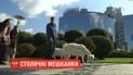 В центре Киева поселились двое коз: как реагируют горожане