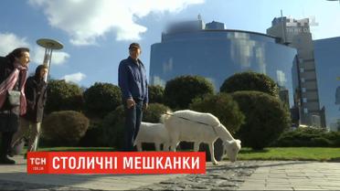 В центре Киева поселились двое коз: как реагируют горожане