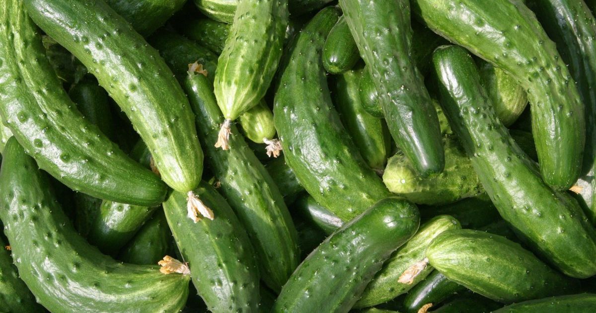 В Україні подешевшали тепличні огірки