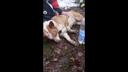 Надзвичайники врятували собаку, який постраждав у пожежі