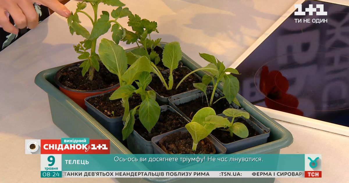 Как закалять рассаду – советы садовой блоггеки