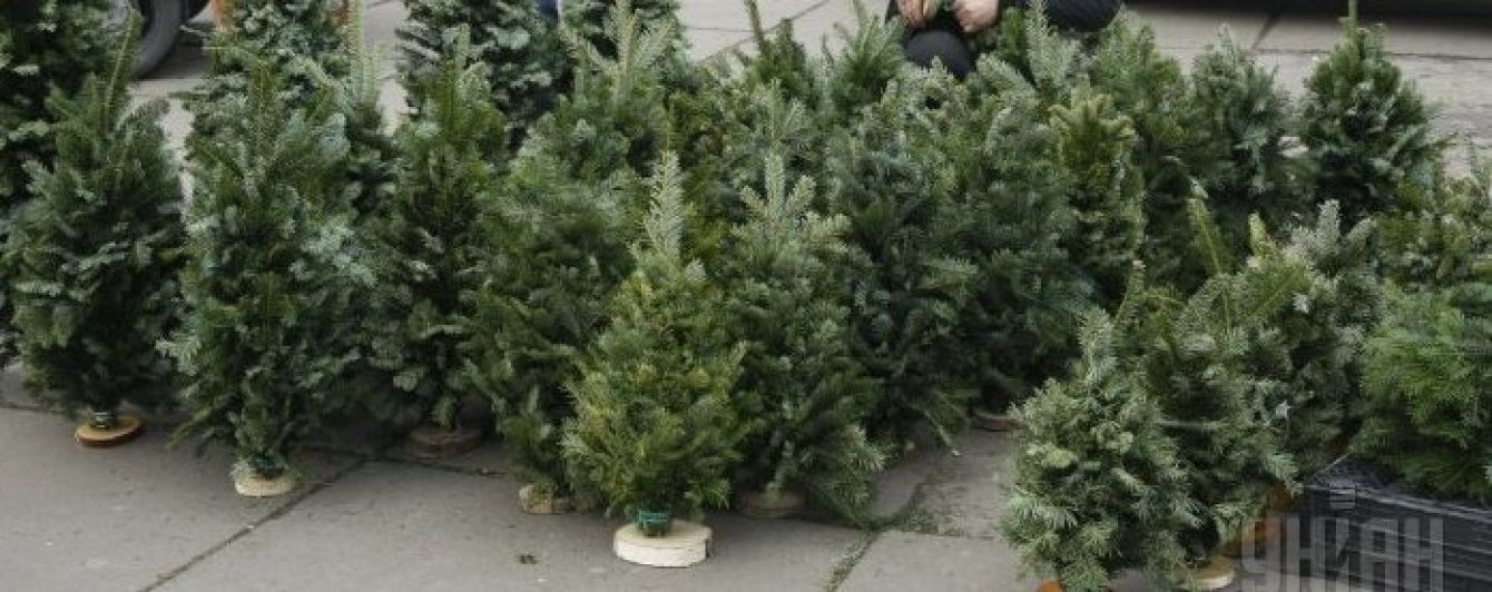 В Україні стартував продаж ялинок: де та за скільки придбати легальну новорічну красуню