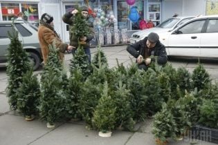 В Україні стартував продаж ялинок: де та за скільки придбати легальну новорічну красуню