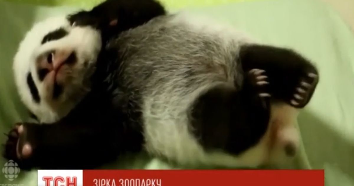 Юзери фанатіють від зворушливого відео з новонародженими пандами