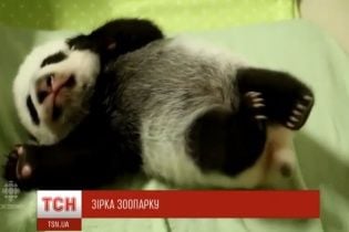 Юзери фанатіють від зворушливого відео з новонародженими пандами