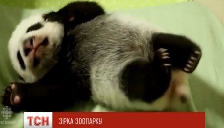 Юзери фанатіють від зворушливого відео з новонародженими пандами