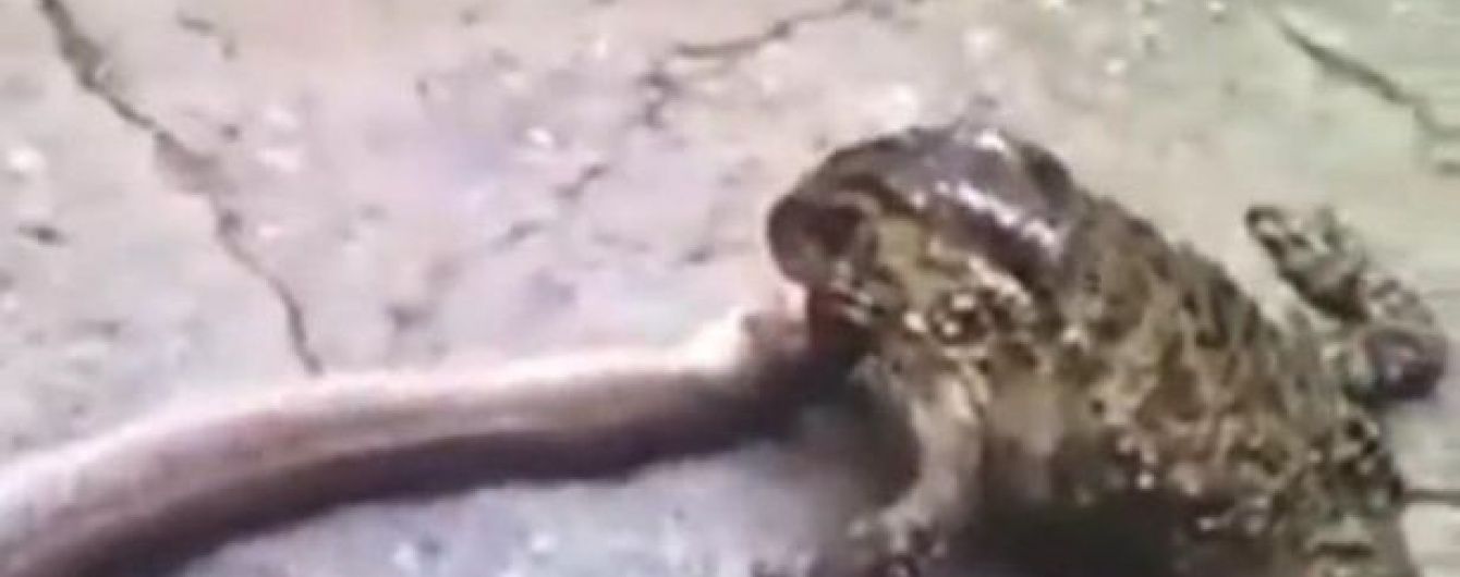 Очевидці зняли на відео жабу, яка відчайдушно намагається з'їсти змію