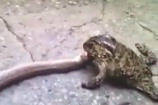 Очевидці зняли на відео жабу, яка відчайдушно намагається з'їсти змію