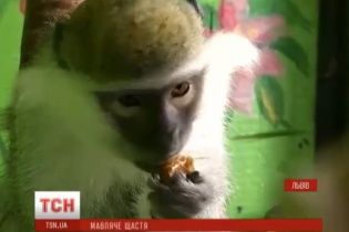 У Львові збирають гроші на купівлю "нареченої" для врятованого від горе-фотографів самця мавпи