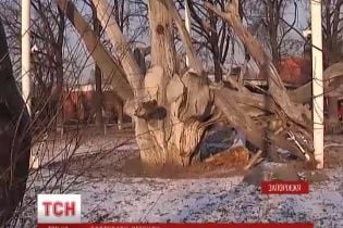 У Запоріжжі помирає 700-річний дуб, під яким козаки писали легендарного листа султану