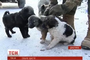 Цуценята вбитої бойовиками в зоні АТО собаки знайшли собі господарів після сюжету ТСН