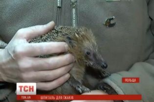 У Польщі діє незвичний "шпиталь", в якому лікують покалічених містом їжаків