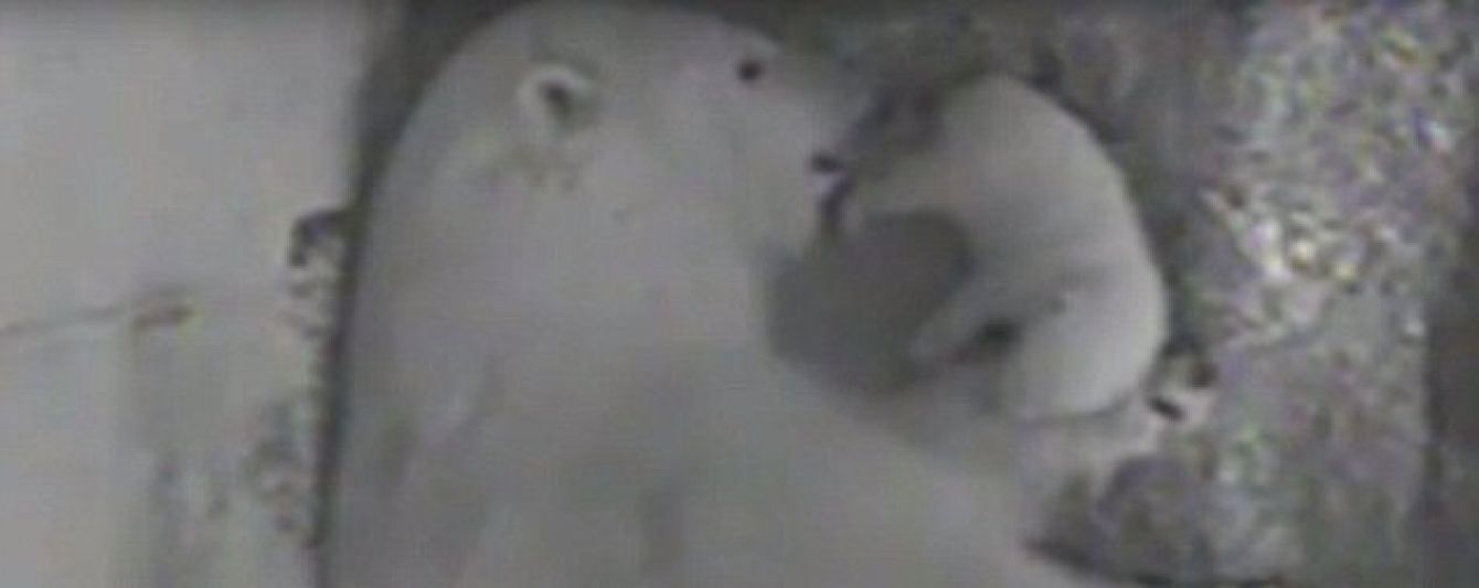 Юзерів соцмереж розчулило відео з новонародженим полярним ведмедиком