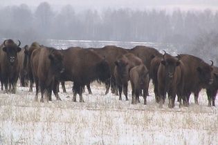 На Вінниччині під кригу провалилися вісім червонокнижних зубрів